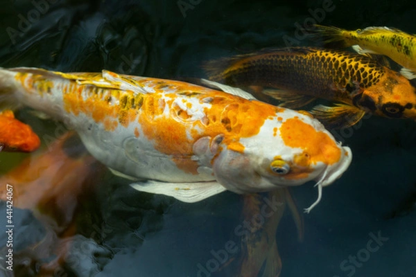 Obraz Fancy carp swimming in a pond. Fancy Carps Fish or Koi Swim in Pond, Movement of Swimming and Space.