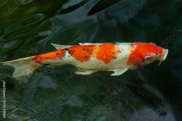 Obraz Fancy carp swimming in a pond. Fancy Carps Fish or Koi Swim in Pond, Movement of Swimming and Space.