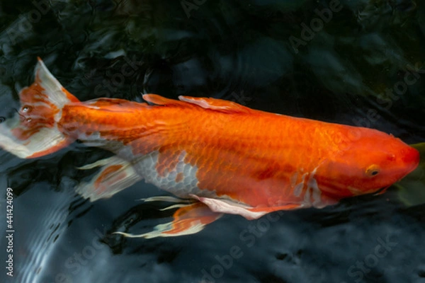 Obraz Fancy carp swimming in a pond. Fancy Carps Fish or Koi Swim in Pond, Movement of Swimming and Space.