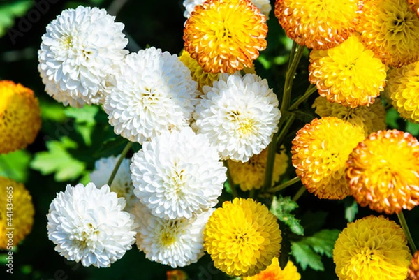 Fototapeta Close-up vivid multi color blossom of Chrysanthemum flower in garden. Beautiful blooming flowers fields background in spring season.