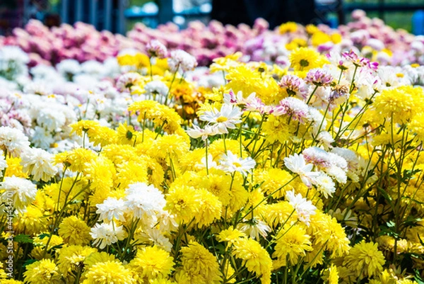 Fototapeta Close-up vivid multi color blossom of Chrysanthemum flower in garden. Beautiful blooming flowers fields background in spring season.