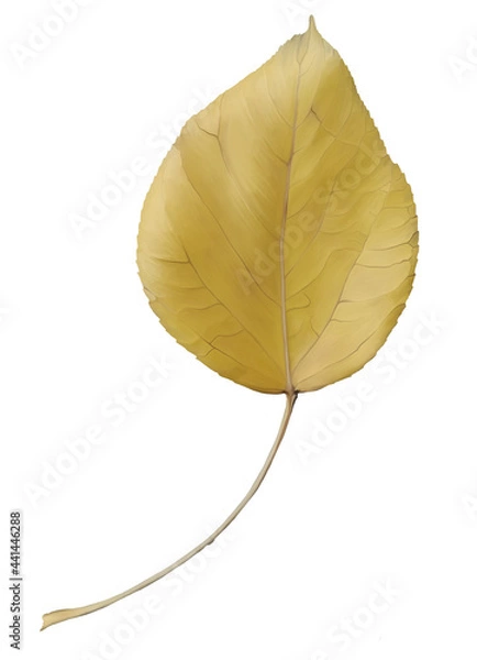 Fototapeta Digital illustration. Autumn leaf fallen from the tree. Autumn, nature, trees. Isolated on a white background.