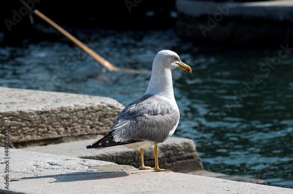 Obraz seagul waiting for trip in gondola in Venice city