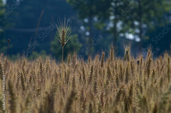 Obraz wheat crops and natural texture from fields in the countryside 