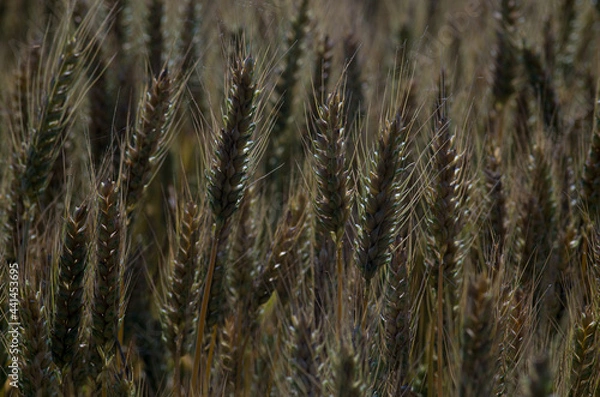 Obraz wheat crops and natural texture from fields in the countryside 