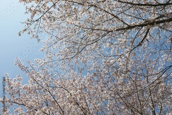 Fototapeta 空を見上げたら満開の桜
