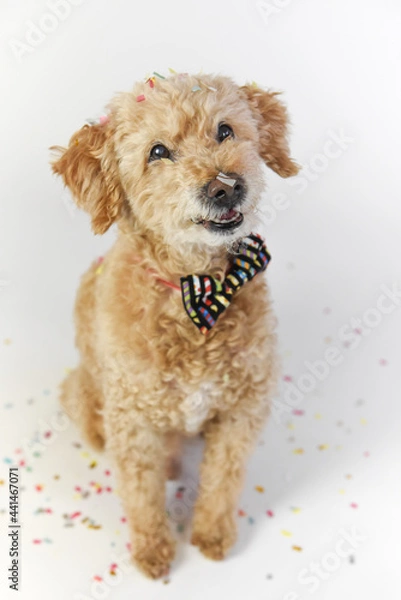 Obraz birthday boy with confetti