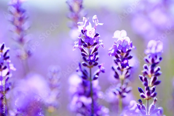 Obraz lavender flowers close up