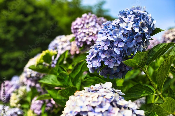 Fototapeta 紫陽花の風景