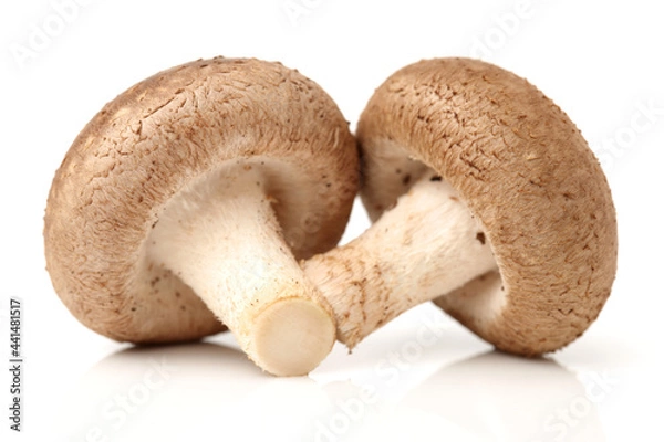 Fototapeta Shiitake mushroom on the White background 