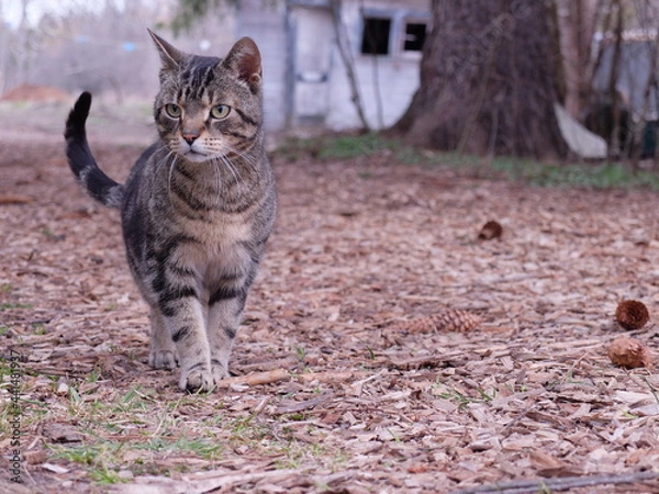 Obraz Strutting cat