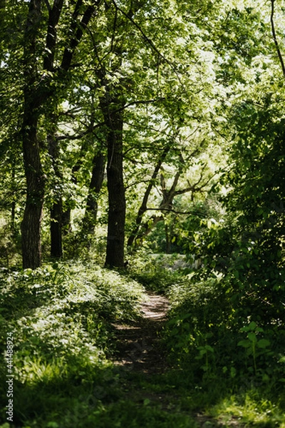 Obraz path in the woods during golden hour