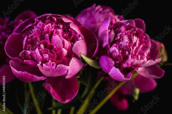 Obraz pink and white peony