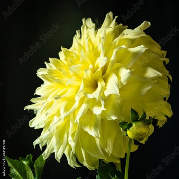Obraz yellow dahlia flower