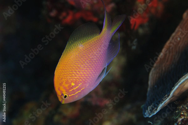 Obraz 美しいハナゴンベ