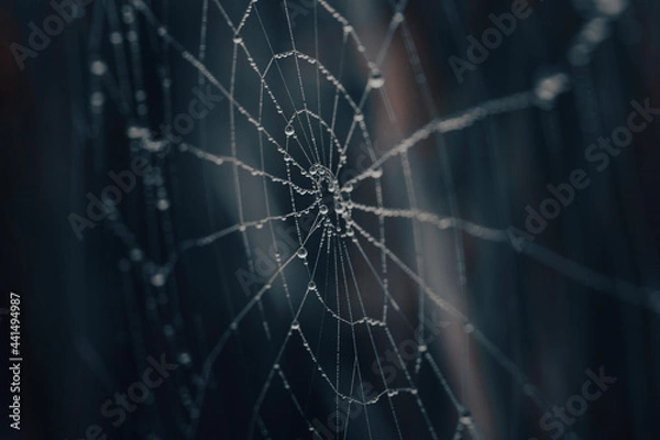 Fototapeta spider web with dew drops