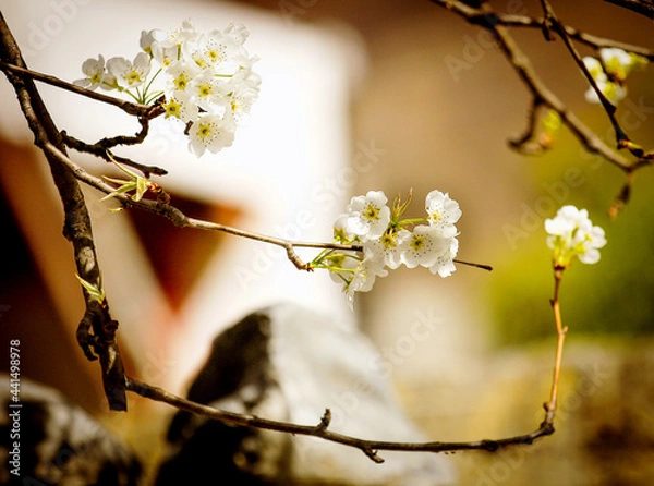 Obraz blossom in spring