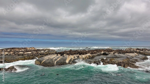 Fototapeta A fur seal rookery on a rocky islet in the Atlantic Ocean. Many marine animals are resting on the rocks. Turquoise waves crash against the shore, foaming. Cloudy sky. South Africa