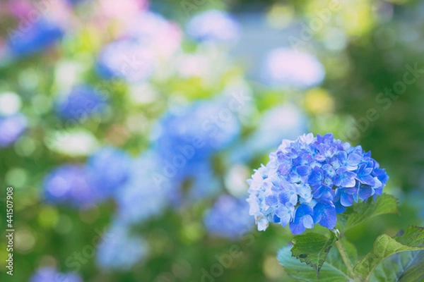Fototapeta hydrangea
