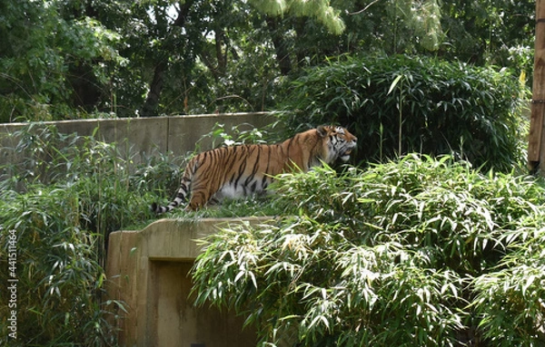 Fototapeta Tiger pacing in its enclosure at the National Zoo, Washington, DC