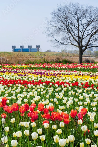 Obraz 【東京都】荒川土手のチューリップ畑（都市農業公園）