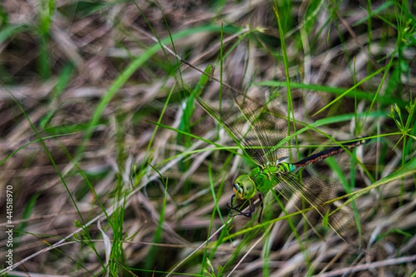 Fototapeta ギンヤンマ