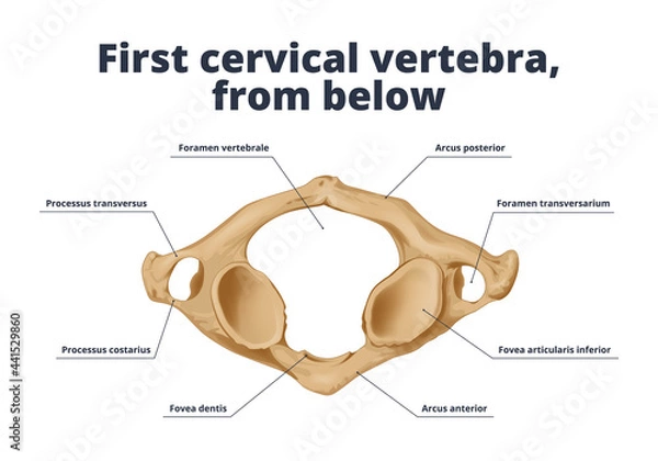 Fototapeta First cervical vertebra, bottom view. Human аnatomy аtlas