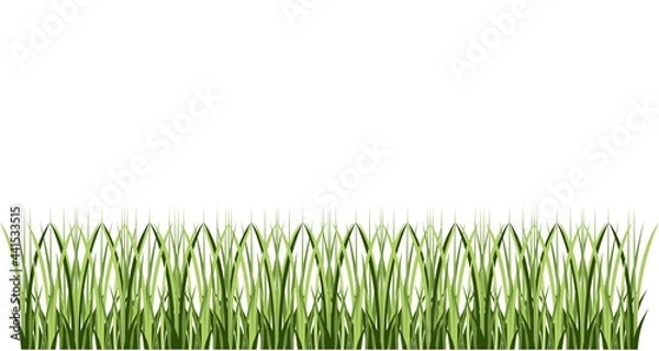 Obraz green grass isolated on white