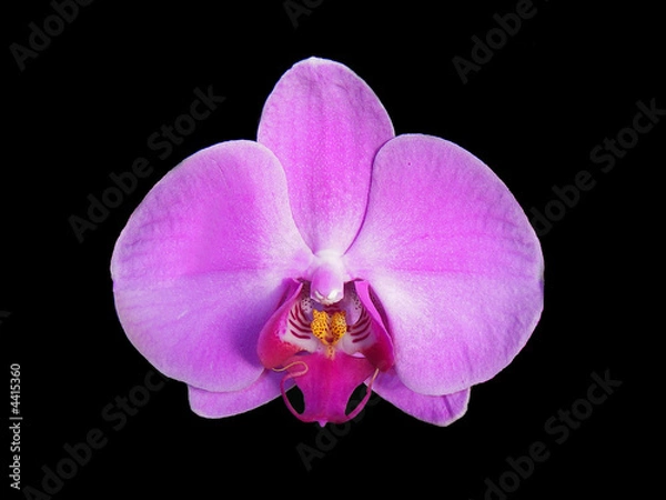 Fototapeta Orchid.