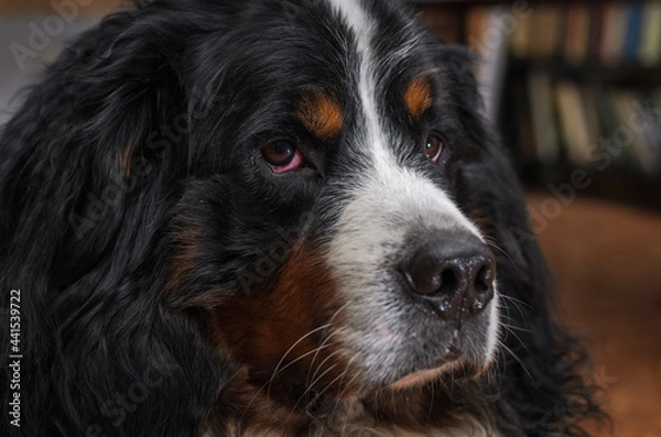 Fototapeta Head of a dog with sad eyes of the Bernese Mountain Dog breed	

