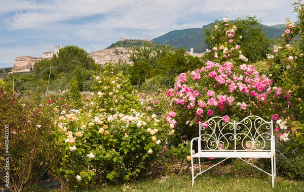 Obraz Romantic english rose garden with whtie bench and Assisi in the background