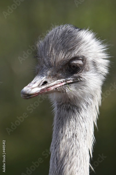 Obraz ostrich