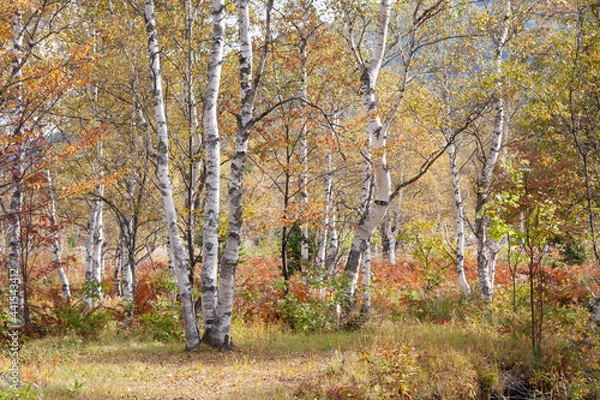 Obraz 紅葉の白樺林