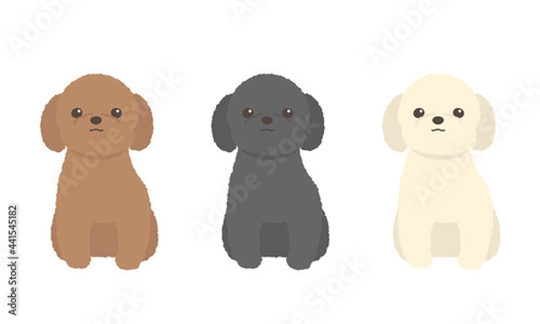 Obraz トイプードル　カメラ目線　正面向き　お座り　ベクターセット