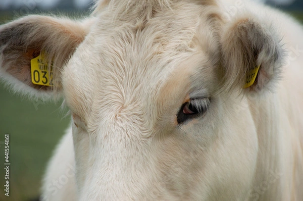Fototapeta a close up of an eye of a white cow with long lashes
