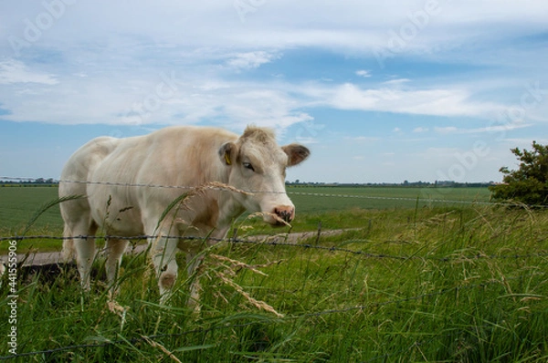 Fototapeta A big white bull in a green pasture in the Netherlands with a blue sky