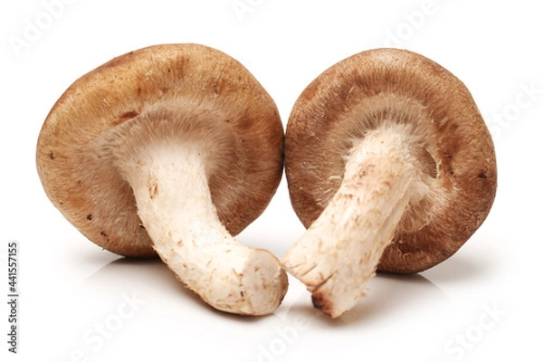 Obraz Shiitake mushroom on the White background 