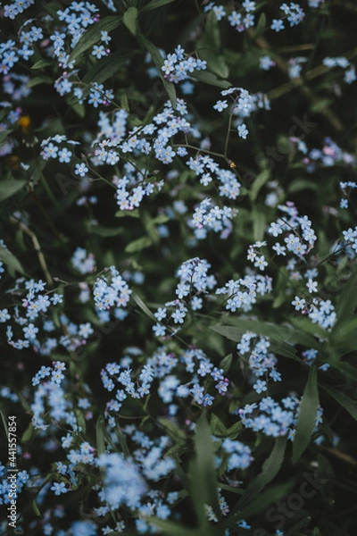 Fototapeta blue forget-me-nots pattern