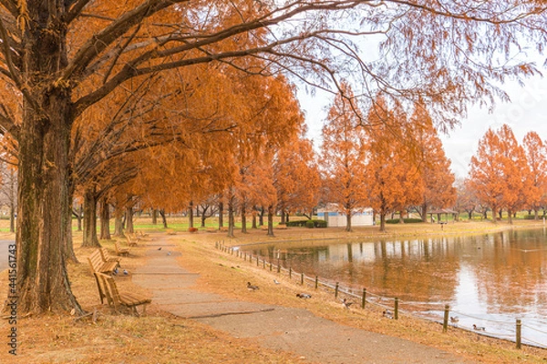 Fototapeta メタセコイア並木　川越水上公園