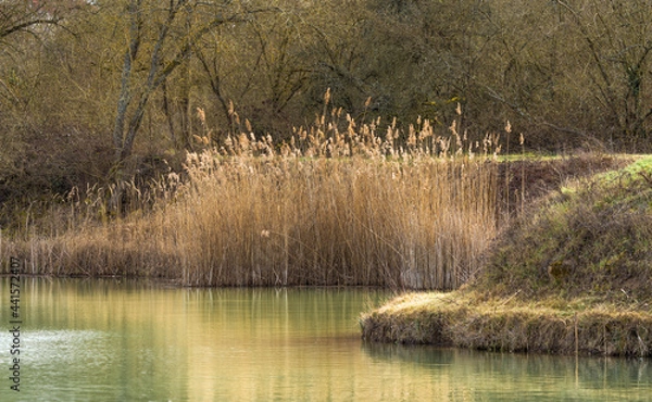 Fototapeta romantic landscape at the lake