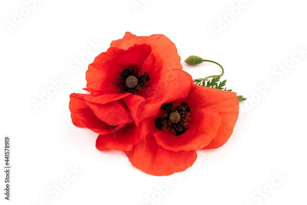 Fototapeta Red field poppies (Papaver rhoeas) isolated on white background