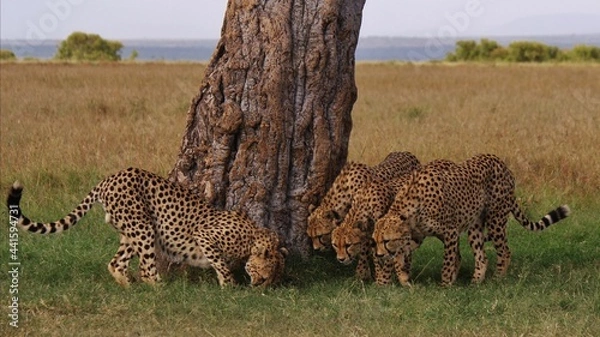 Obraz cheetah and cubs