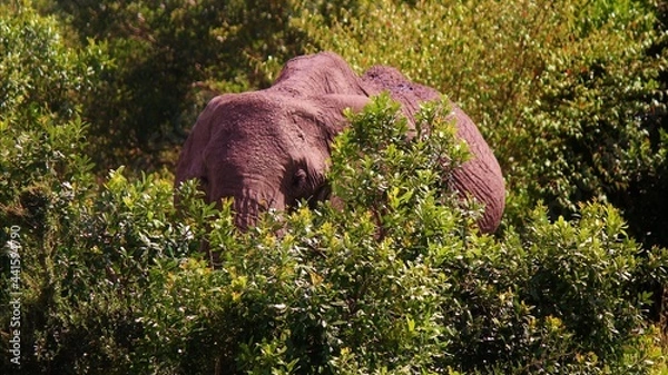 Obraz elephant in the grass