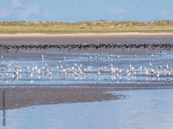 Obraz Group of oystercatchers and seagulls feeding on beach of Schiermonnikoog at low tide of Wadden Sea, Netherlands