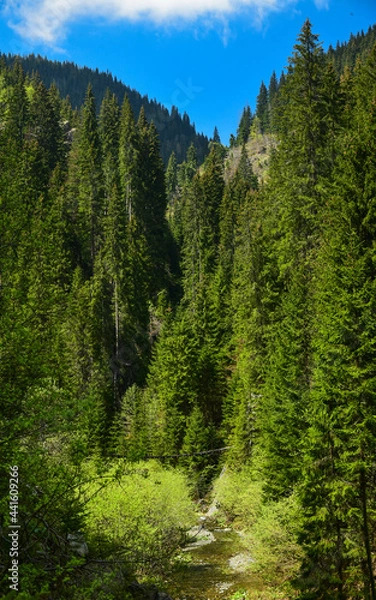 Fototapeta Vertical panorama of Latorita river flowing through a spruce forest. Capatanii Mountains.
