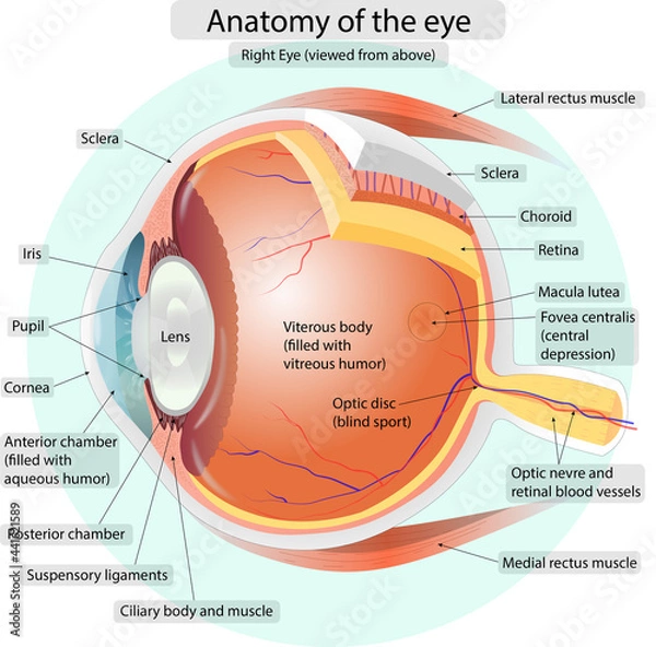 Obraz Anatomy of the eye