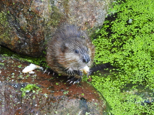 Fototapeta Muskrat eats bread