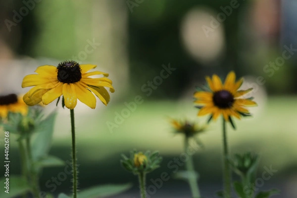Fototapeta wild flower patch