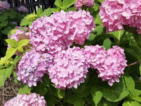 Fototapeta pink hydrangea flowers