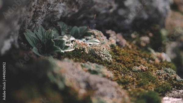 Obraz OLYMPUS DIGITAL CAMERA